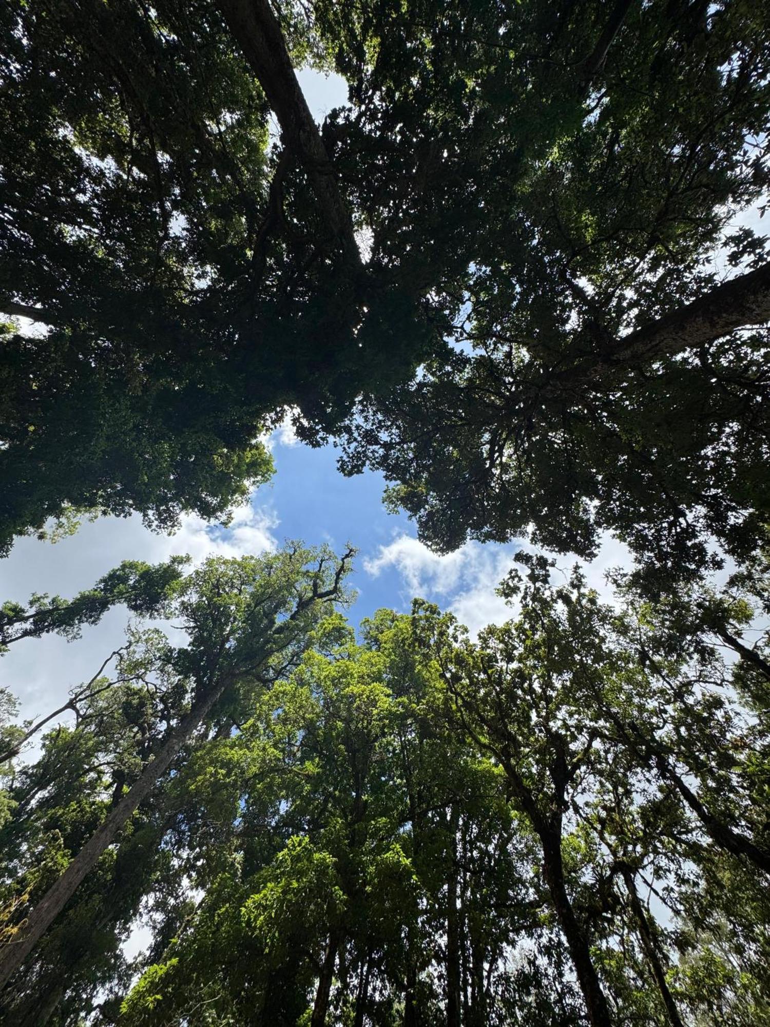 Entre Arboles Lodge San Gerardo de Dota Eksteriør billede