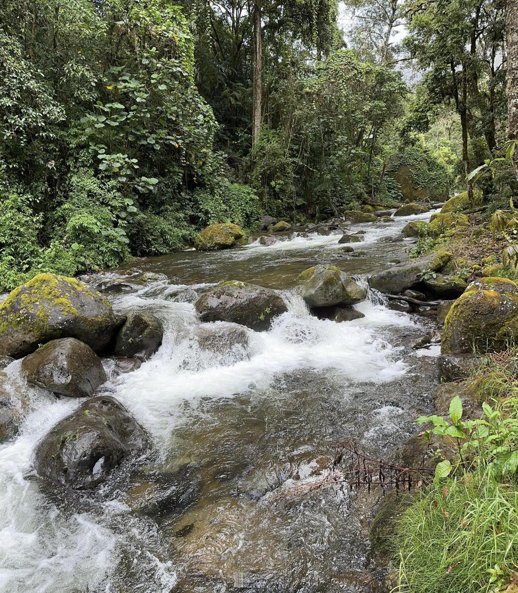 Entre Arboles Lodge San Gerardo de Dota Eksteriør billede