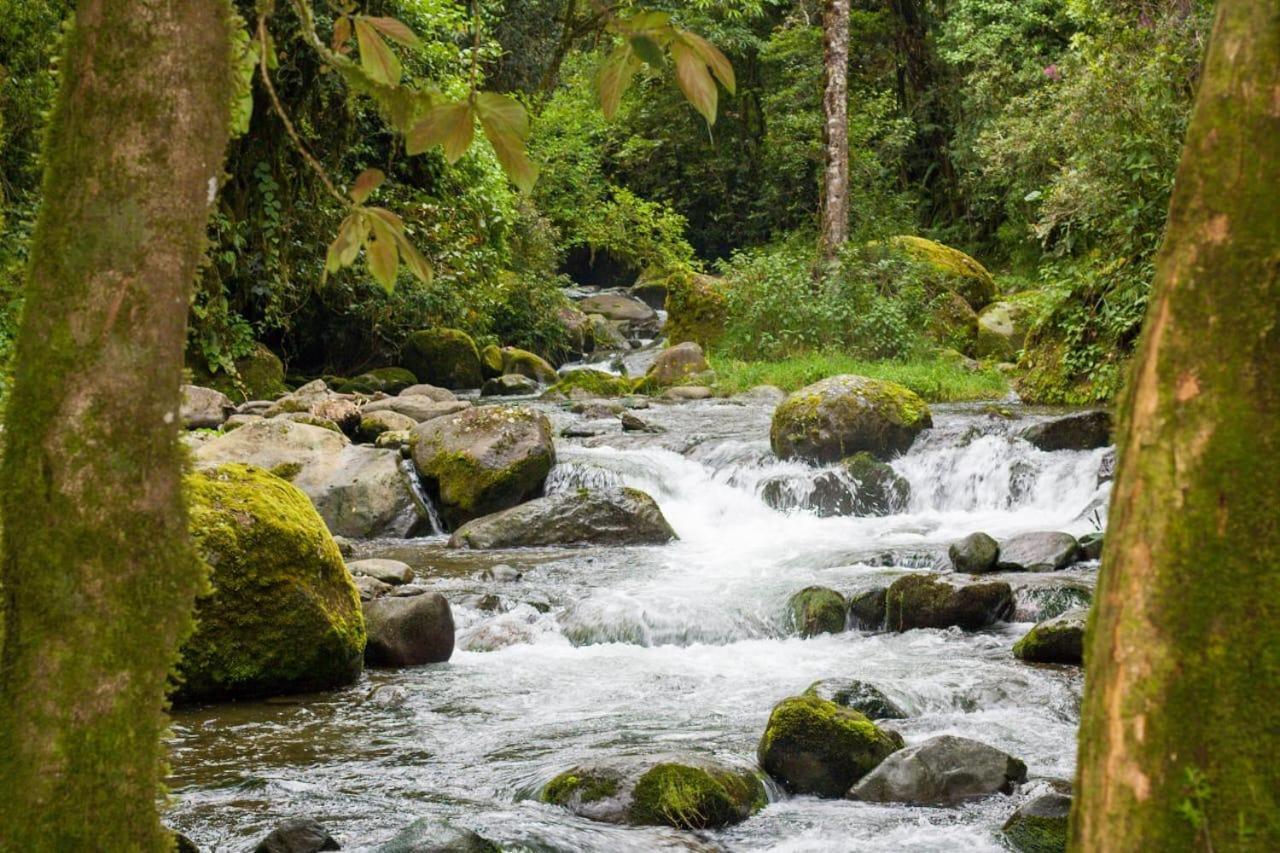 Entre Arboles Lodge San Gerardo de Dota Eksteriør billede