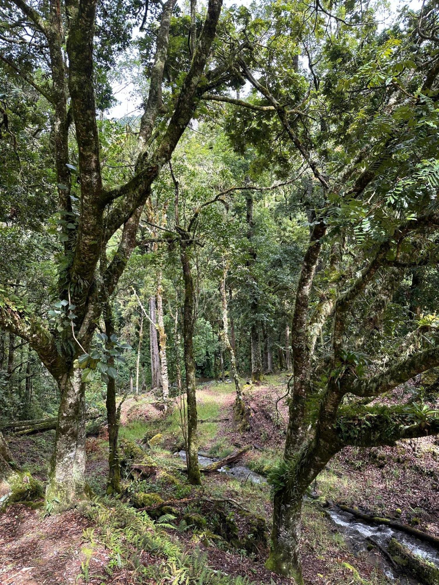Entre Arboles Lodge San Gerardo de Dota Eksteriør billede