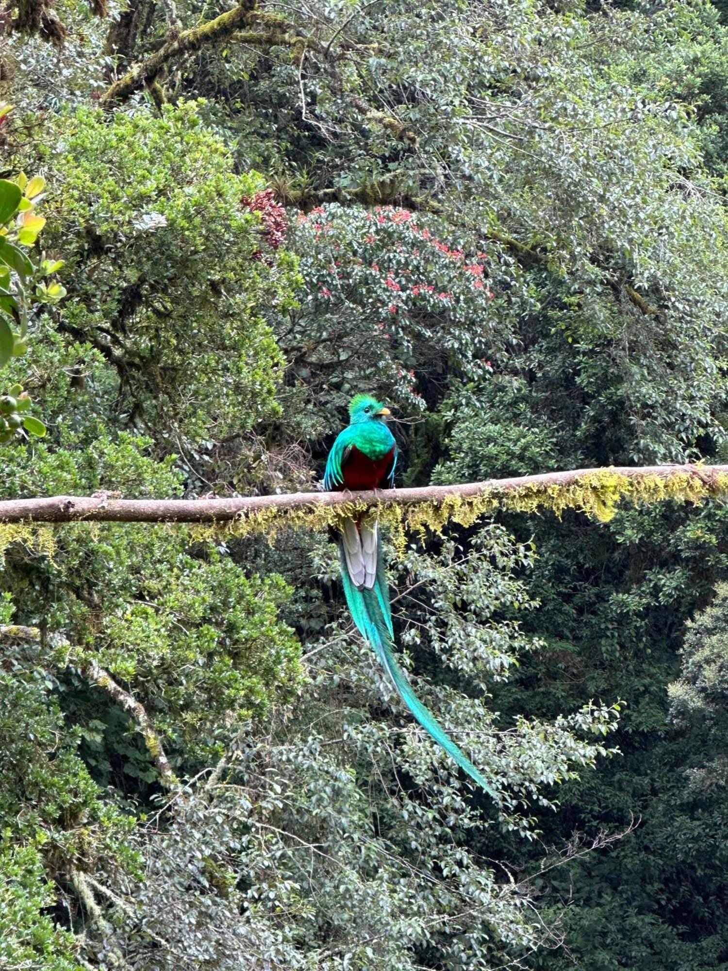 Entre Arboles Lodge San Gerardo de Dota Eksteriør billede
