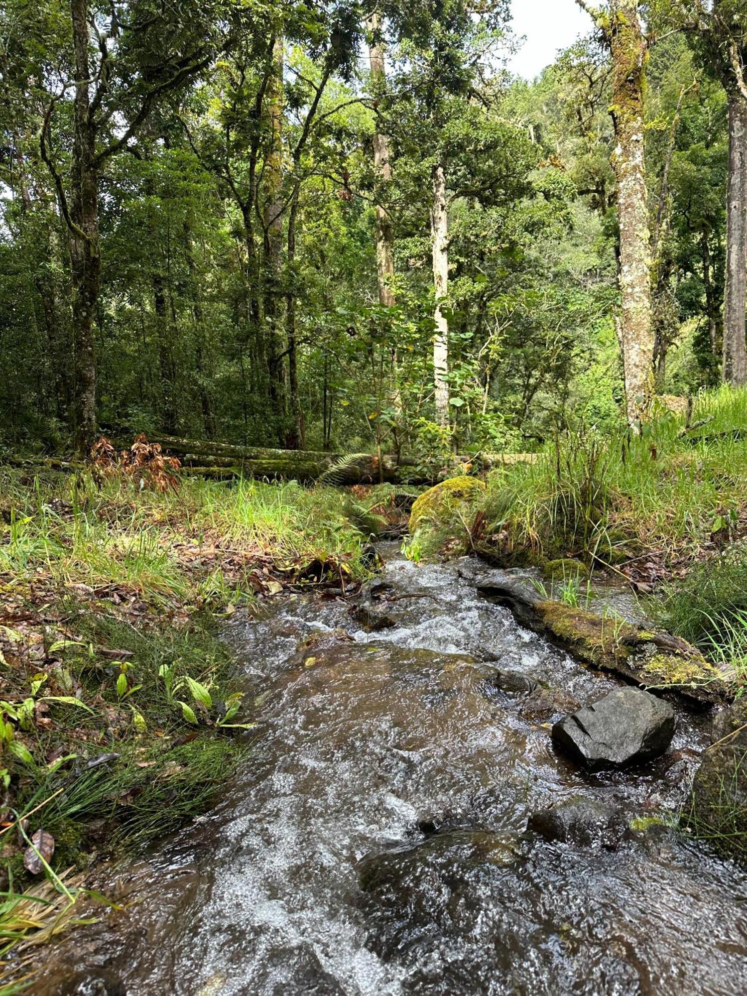 Entre Arboles Lodge San Gerardo de Dota Eksteriør billede