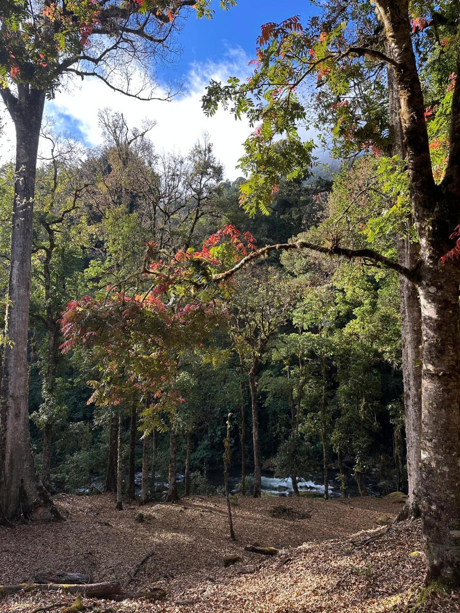 Entre Arboles Lodge San Gerardo de Dota Eksteriør billede