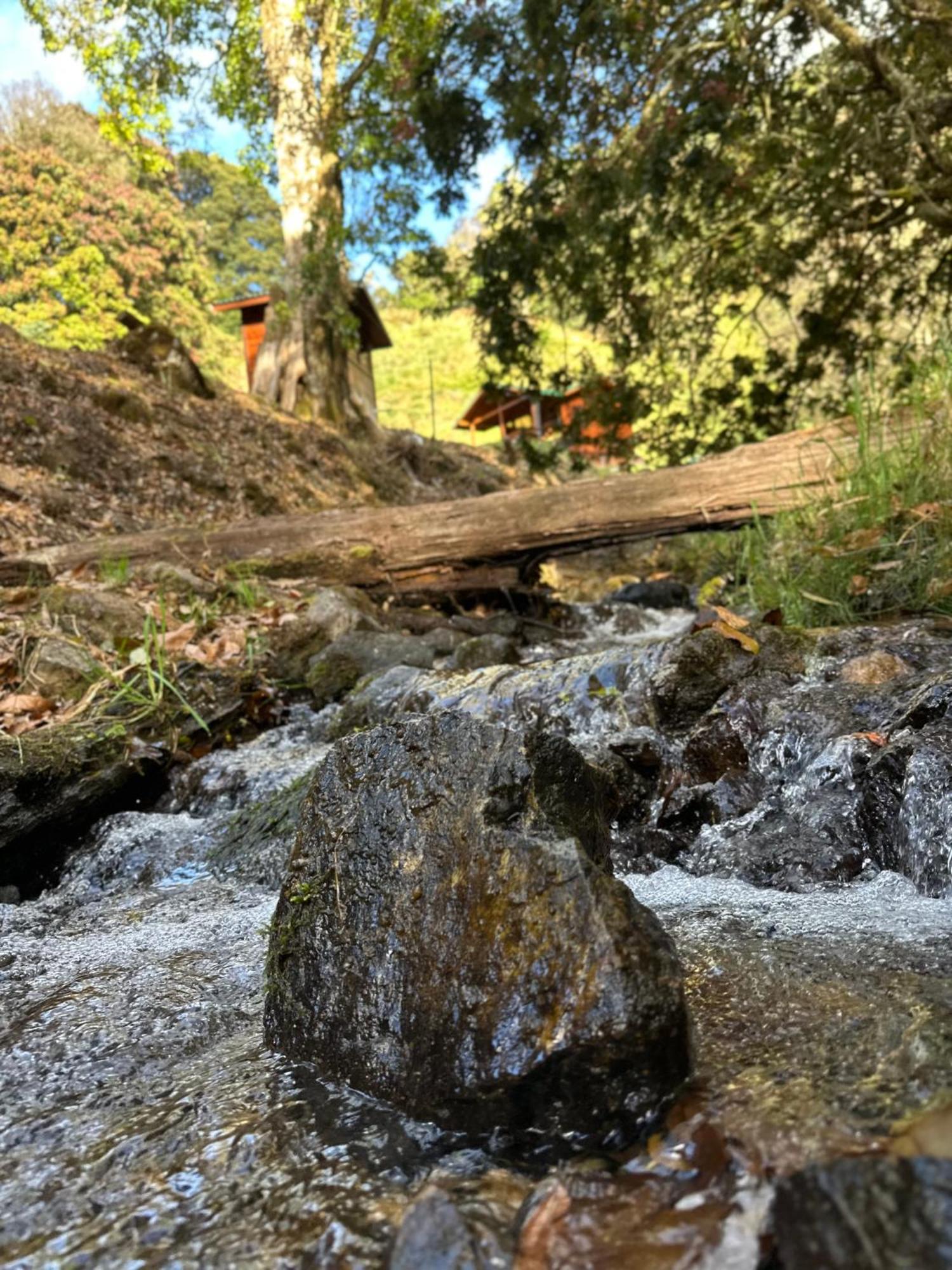 Entre Arboles Lodge San Gerardo de Dota Eksteriør billede