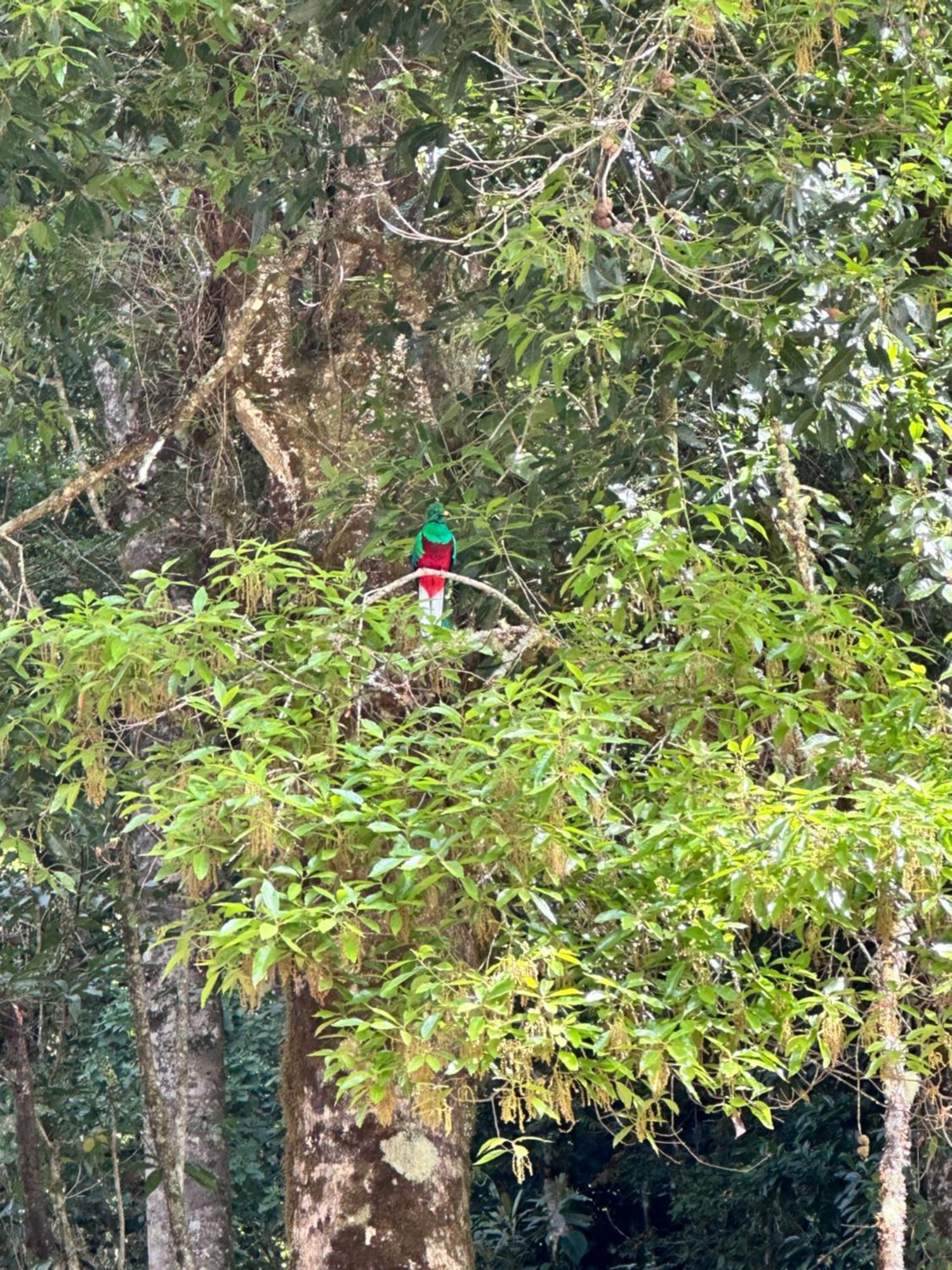 Entre Arboles Lodge San Gerardo de Dota Eksteriør billede