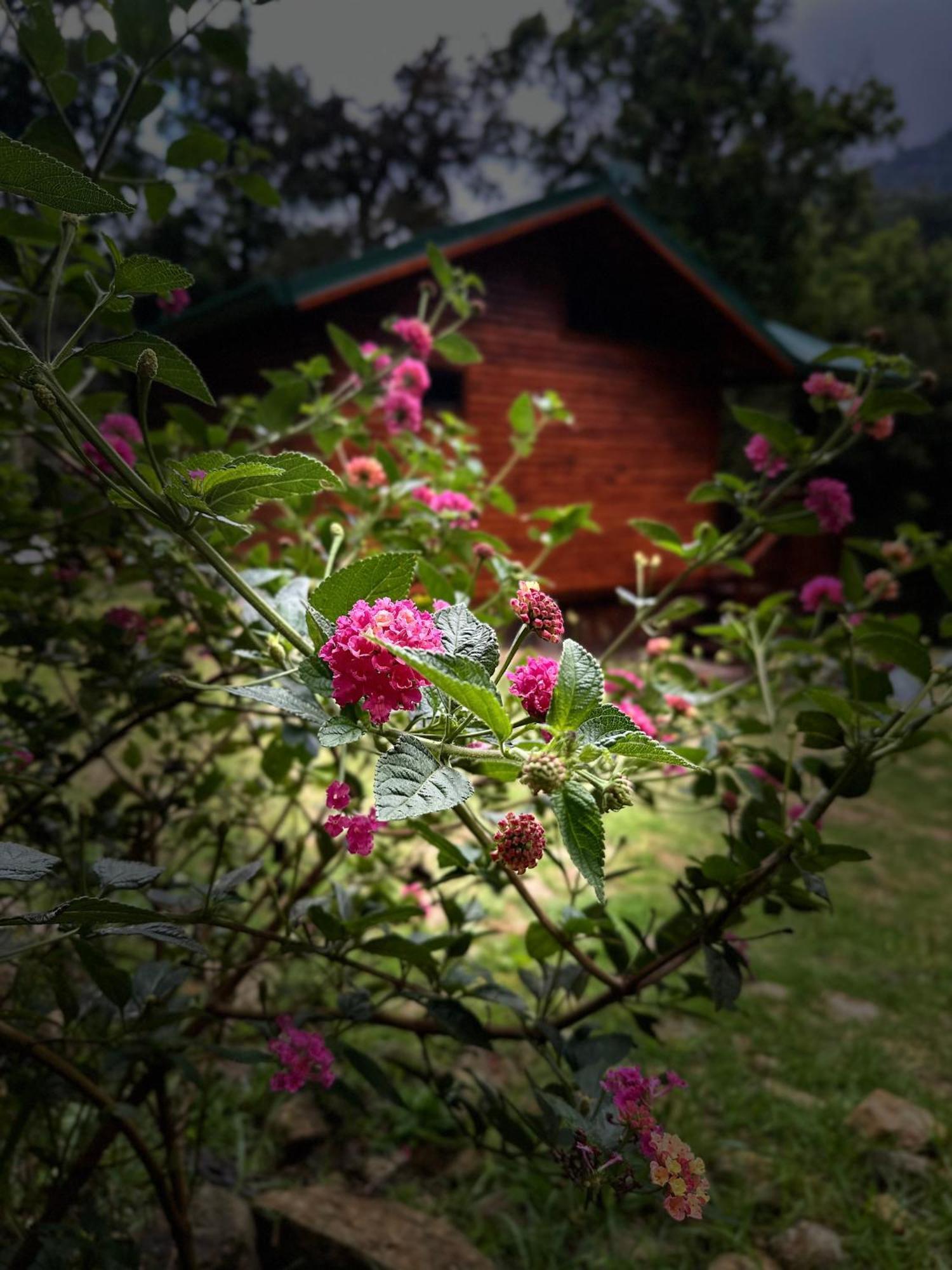 Entre Arboles Lodge San Gerardo de Dota Eksteriør billede