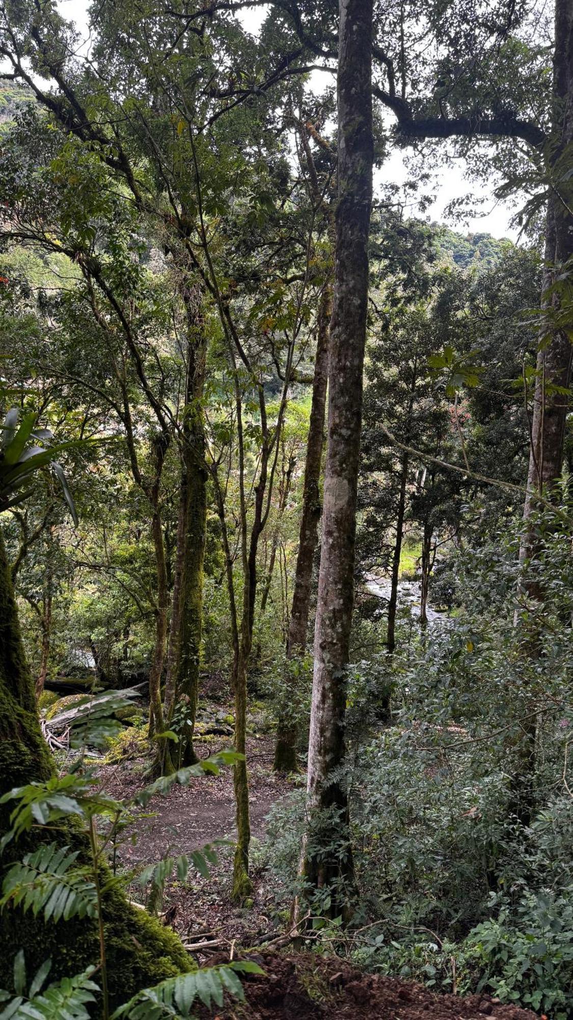 Entre Arboles Lodge San Gerardo de Dota Eksteriør billede